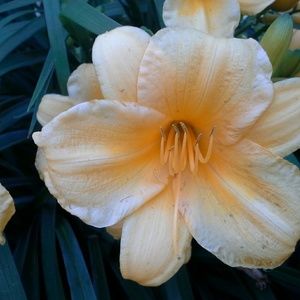 Meet your Posher, Conchetta